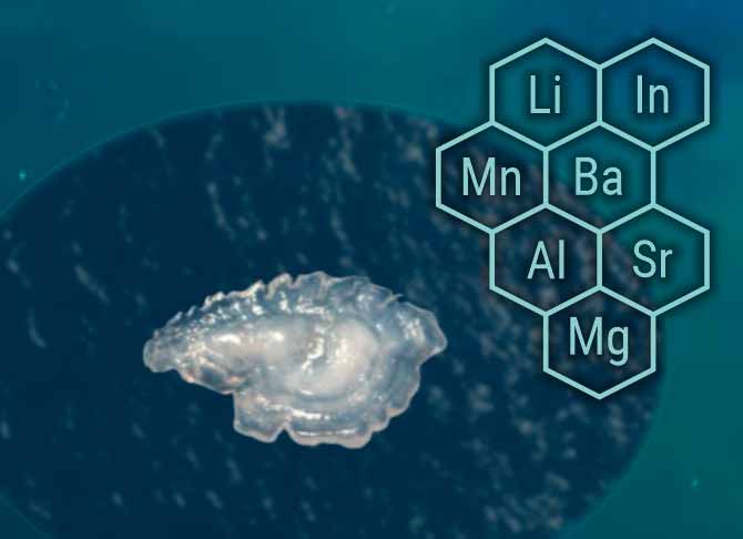 https://7thioschile2023.cl/wp-content/uploads/2022/12/a-beginners-guide-to-microchemistry-otoliths-and-beyond.jpg