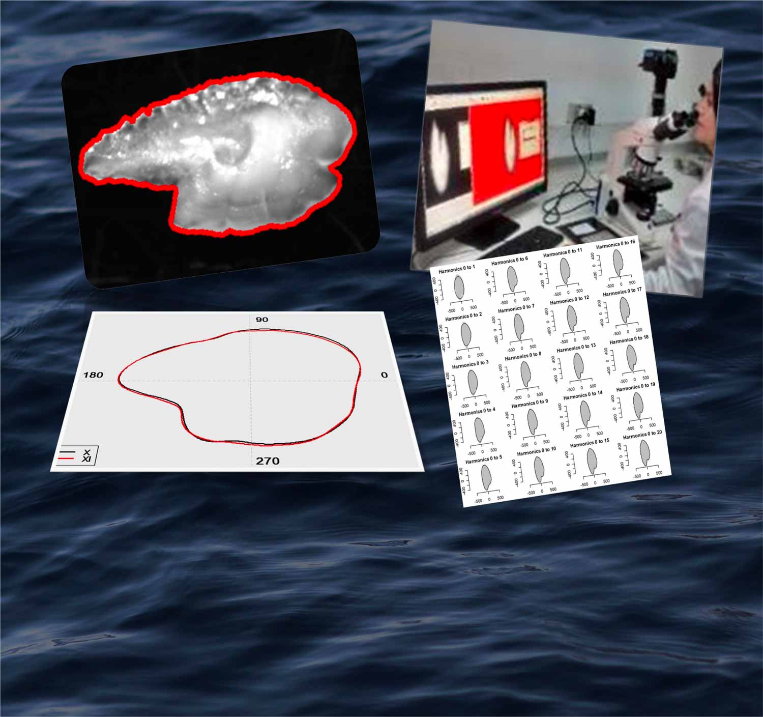 https://7thioschile2023.cl/wp-content/uploads/2022/12/otolith-morphometric-analysis-for-beginners.jpg